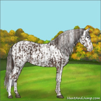 Horse Color:Liver Chestnut  and Liver Chestnut Appaloosa 