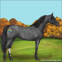 Horse Color:Blue Roan Appaloosa 