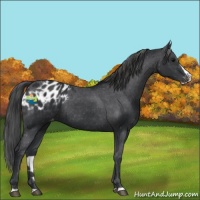 Horse Color:Black Splash Appaloosa 