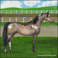 Horse Color:White Spotted Brown Dun Mushroom Brindle
