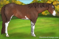 Horse Color:Liver Chestnut Sabino 