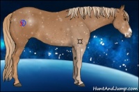 Horse Color:Chestnut Frame