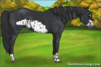 Horse Color:Black  and Black Frame 