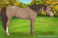 Horse Color:Classic Champagne 
