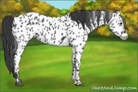 Horse Color:Black Appaloosa