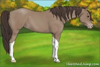 Horse Color:Classic Champagne Tobiano 