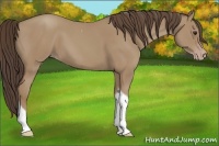Horse Color:Classic Champagne Tobiano