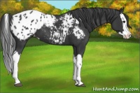 Horse Color:Black Splash Appaloosa 