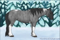 Horse Color:Blue Roan Tobiano 