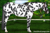Horse Color:Black Appaloosa