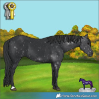 Horse Color:Black 