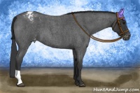 Horse Color:Blue Roan Varnish 