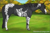 Horse Color:Black  and Black Tobiano 