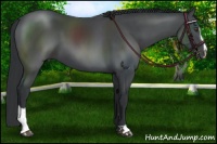 Horse Color:Black Chinchilla Sabino
