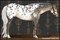 Horse Color:Silver Smoky Black Chinchilla Appaloosa 