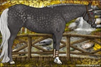 Horse Color:Silver Smoky Black Chinchilla 