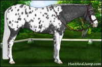 Horse Color:Silver Black Chinchilla Sabino Blanket 
