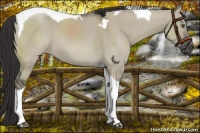 Horse Color:Smoky Grullo Chinchilla Tobiano