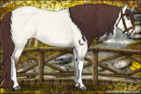 Horse Color:Chocolate Buckskin Chinchilla Roan Dun Tobiano Rabicano