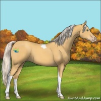 Horse Color:Gold Cream Champagne Tobiano 