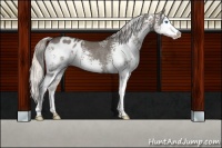 Horse Color:White Spotted Silver Grullo Splash Appaloosa Rabicano 