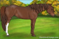 Horse Color:Liver Chestnut 