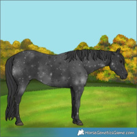 Horse Color:Black 