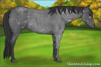 Horse Color:Blue Roan