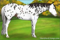 Horse Color:Liver Chestnut Splash Appaloosa 