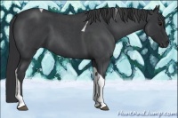Horse Color:Blue Roan Tobiano 