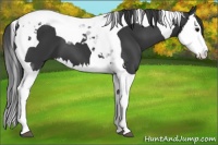 Horse Color:Black Splash Tobiano 