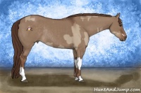 Horse Color:Liver Red Dun  and Liver Red Dun Rabicano 