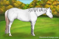 Horse Color:White Spotted Black Splash Frame Appaloosa Rabicano