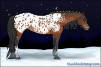 Horse Color:Bay Appaloosa  and Bay Appaloosa 