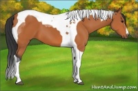 Horse Color:Bay Tobiano 