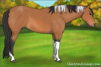 Horse Color:Unknown 
