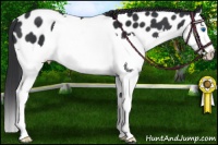 Horse Color:Black Sabino Splash Near Leopard