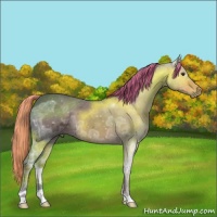Horse Color:Liver Chestnut Ice 