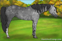 Horse Color:Black and Black