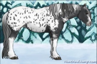 Horse Color:White Spotted Black Splash Tobiano Frame Appaloosa 