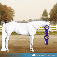 Horse Color:Cremello Dun Appaloosa 