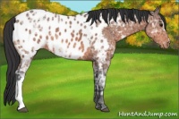 Horse Color:Bay Ice Appaloosa