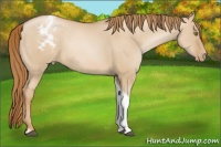Horse Color:Red Dun Pearl Tobiano Appaloosa