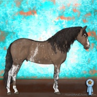 Horse Color:Brown Dun Sabino and White Spotted Liver Red Dun