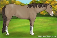 Horse Color:Classic Champagne Splash 