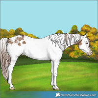 Horse Color:White Spotted Liver Red Dun Splash