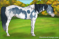 Horse Color:ERROR: UNKNOWN ANOMALY