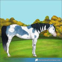 Horse Color:ERROR: UNKNOWN ANOMALY