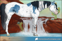 Horse Color:ERROR: UNKNOWN ANOMALY