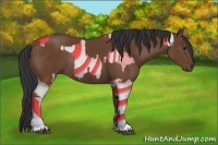 Horse Color:Bay Rabicano and Bay Rabicano